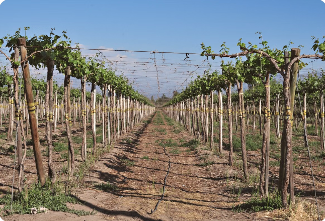 Huerto de cerezos en época de cosecha